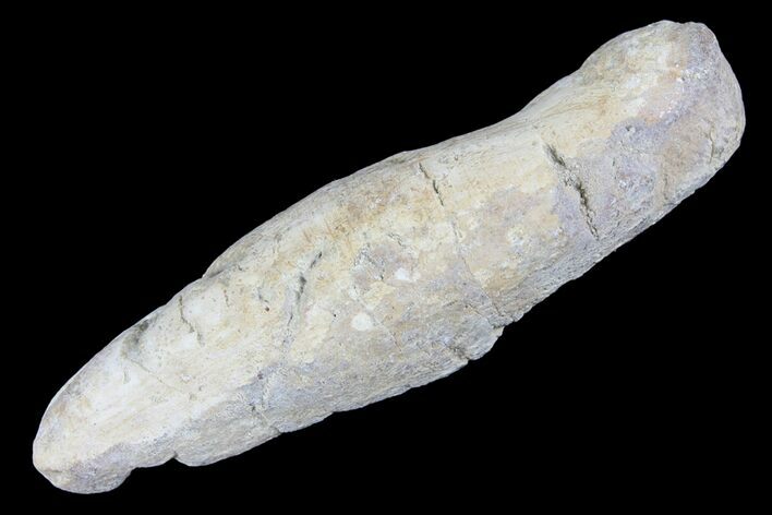 Cretaceous Fish Coprolite (Fossil Poop) - Kansas #93777